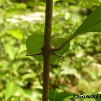 Gmelina philippensis Cham.